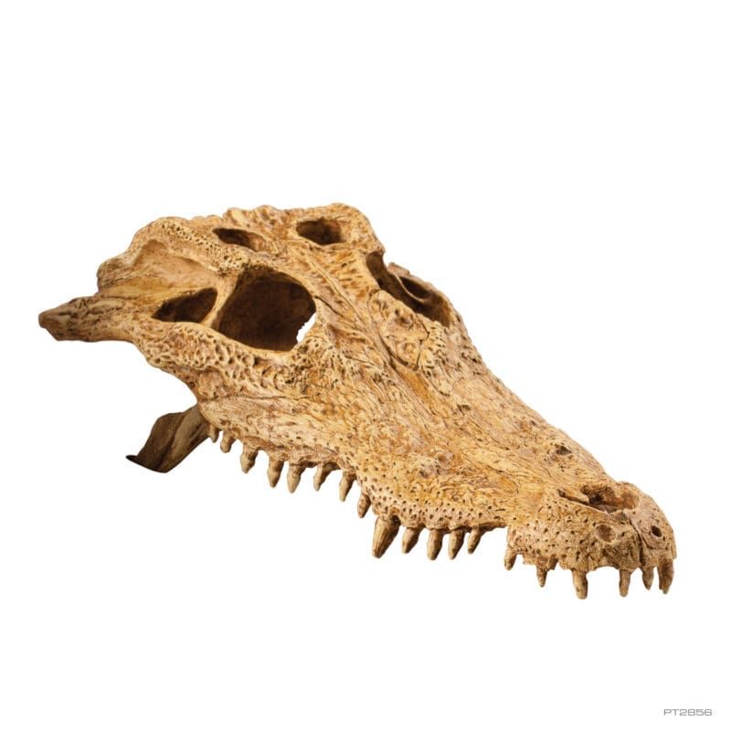 EXO TERRA CROCODILE SKULL PT2856 - Imagen 2