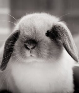 Conejo mini lop