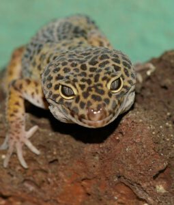 Gecko leopardo