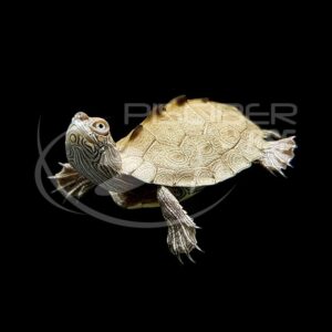 TORTUGA GRAPTEMYS PSEUDOGEOGRAPHICA KONHI