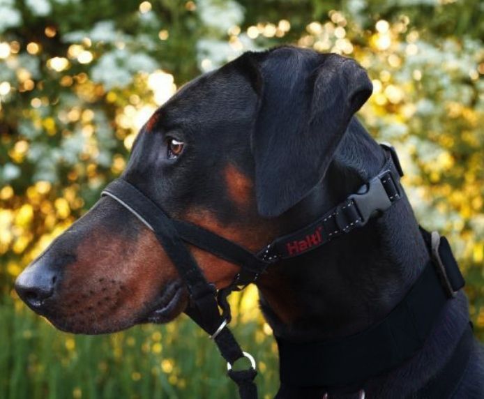 COLLAR PERRO HALTI NEGRO TALLA 2 - Imagen 6