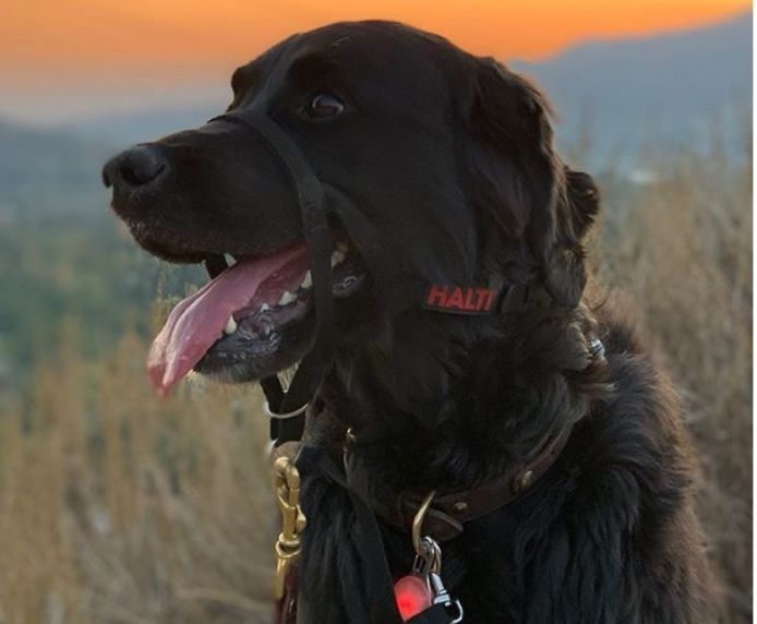 COLLAR PERRO HALTI NEGRO TALLA 4 - Imagen 9