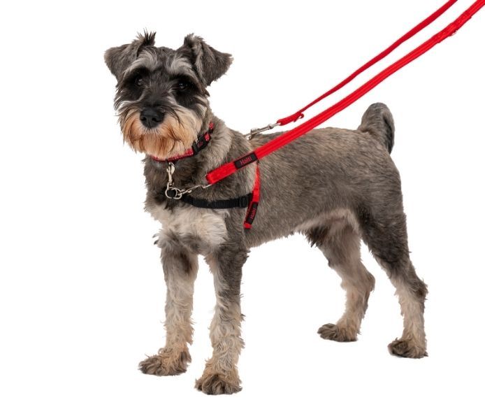 ARNÉS PERRO HALTI TALLA S 30-60cm PECHO - Imagen 3
