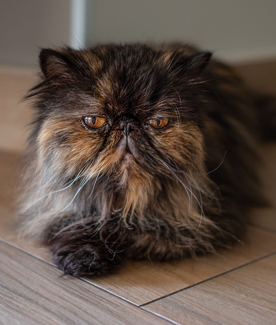Gato persa