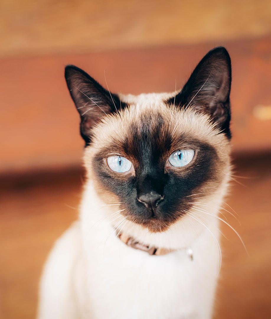 Gato siamés