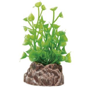 Planta Magic Plants Mod61 6cm
