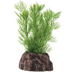 Planta Magic Plants mod62 6cm