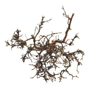 LUCKY REPTILE Desert Bush "natural" small aprox 15-20cm