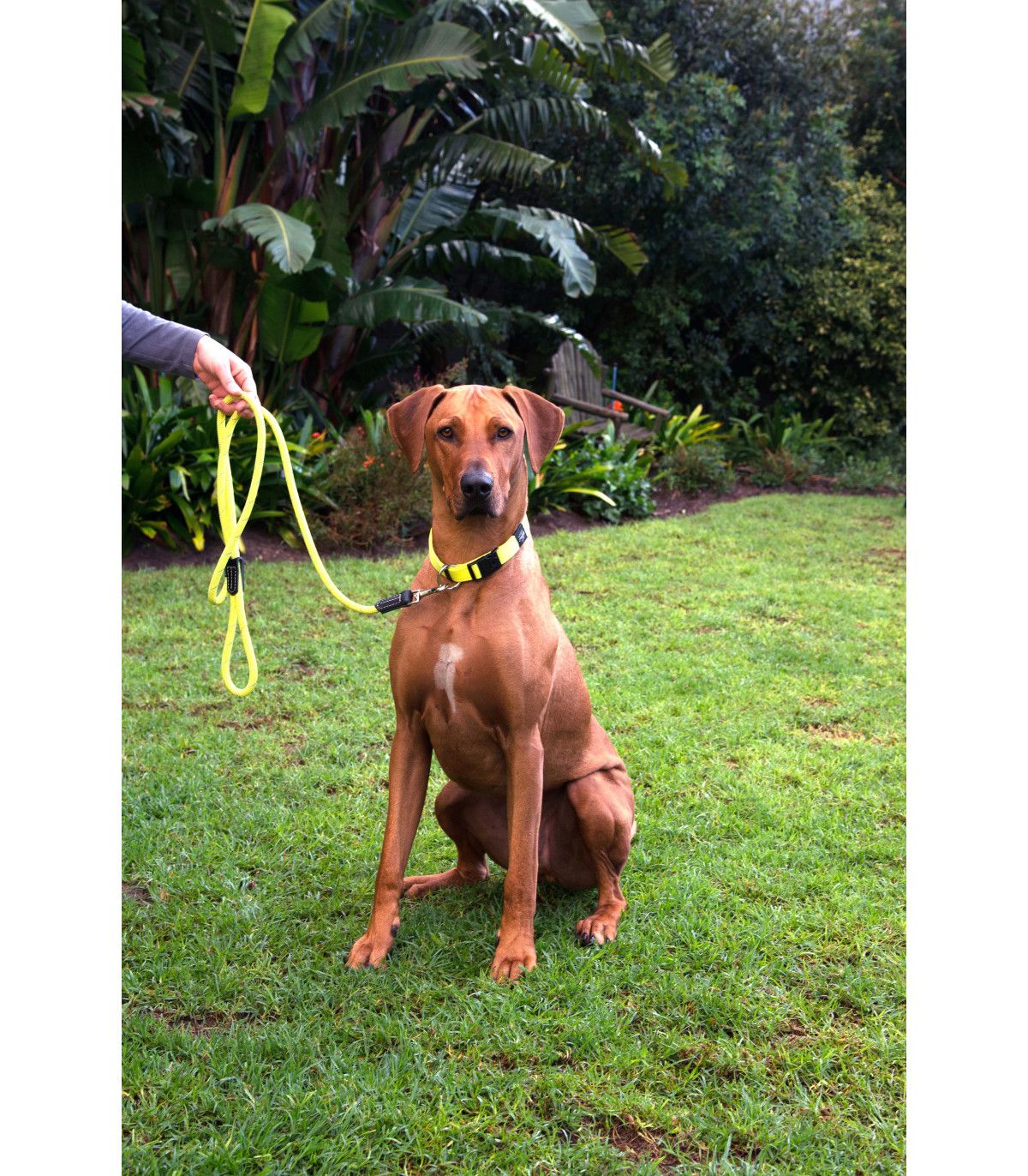 ROGZ CORREA ROPE 12MM HLLR12-C - Imagen 2