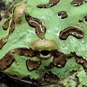 Ceratophrys cranwelli VERDE