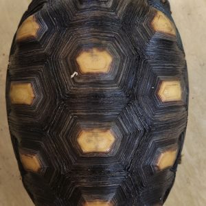 CHELONOIDIS CARBONARIA 0.1