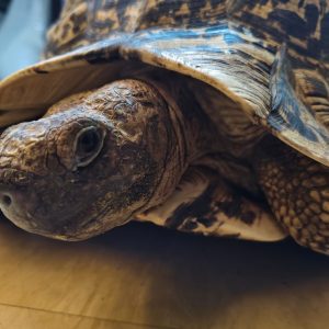 Stigmochelys Pardalis 0.1