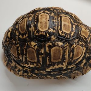 STIGMOCHELYS PARDALIS