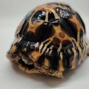 Astrochelys Radiata