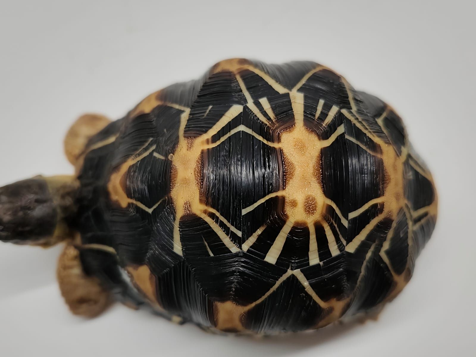 Astrochelys Radiata - Imagen 2