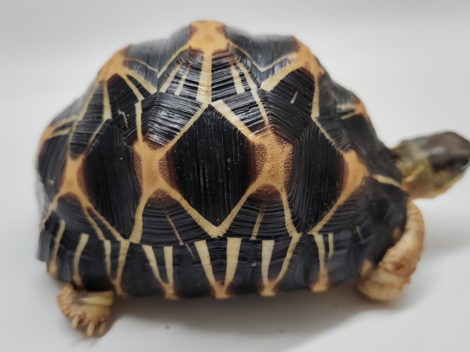 Astrochelys Radiata - Imagen 3