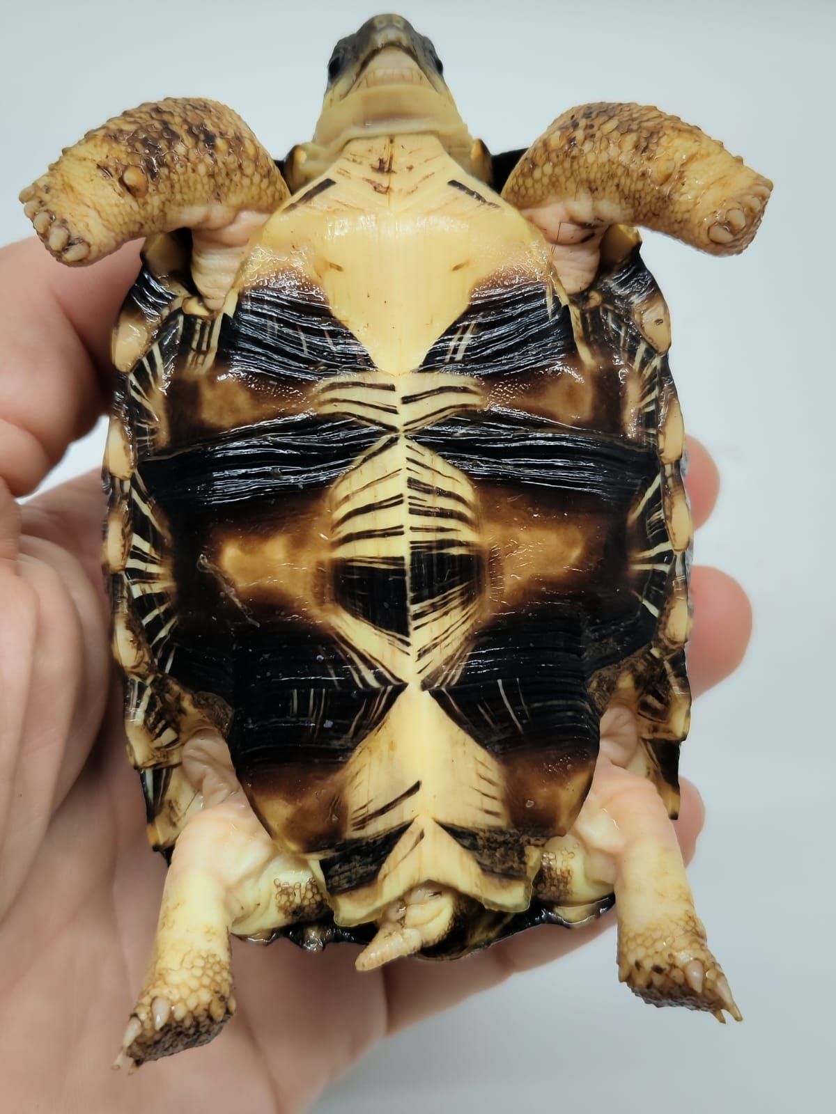 Astrochelys Radiata - Imagen 5