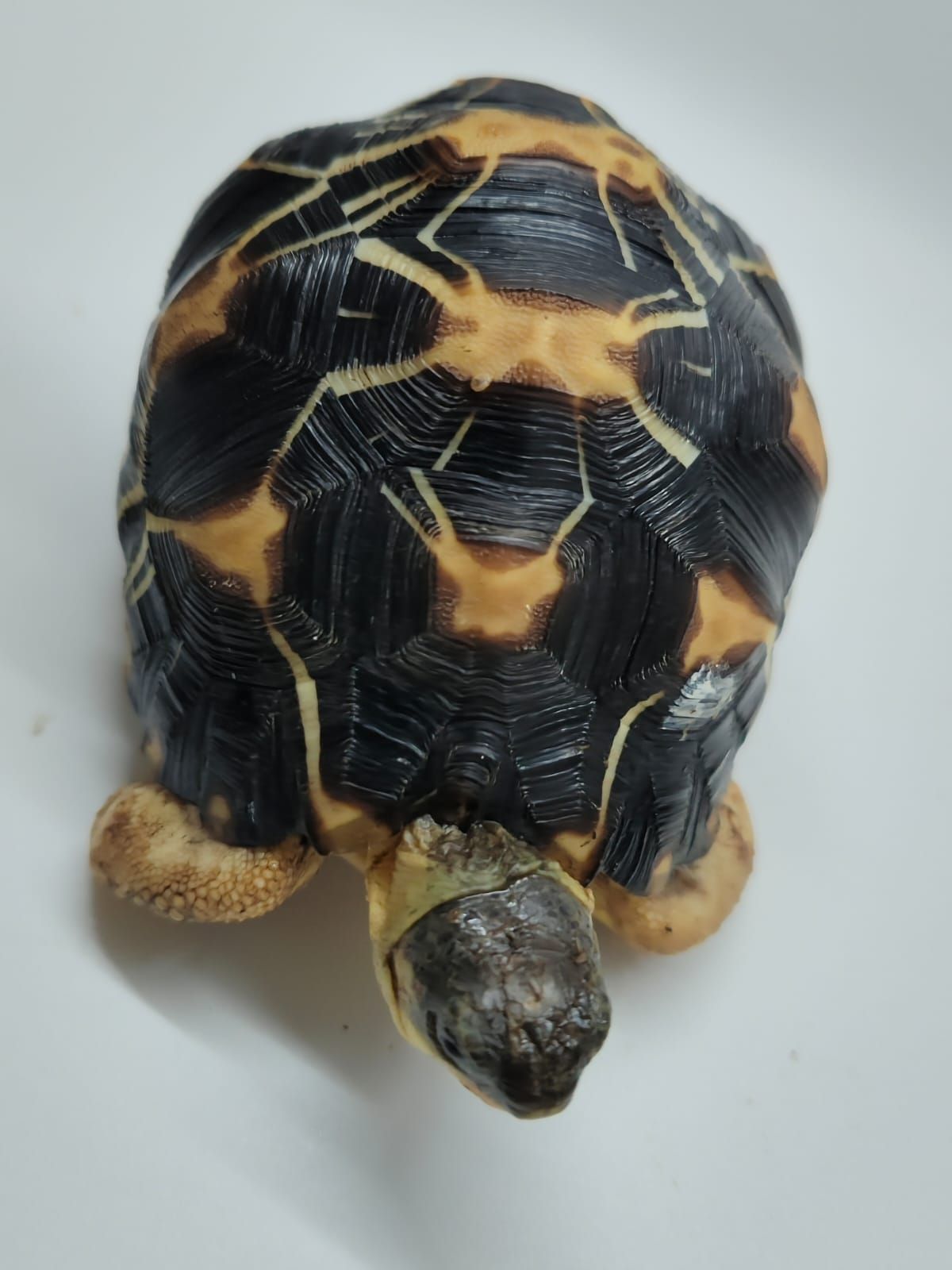 Astrochelys Radiata - Imagen 4
