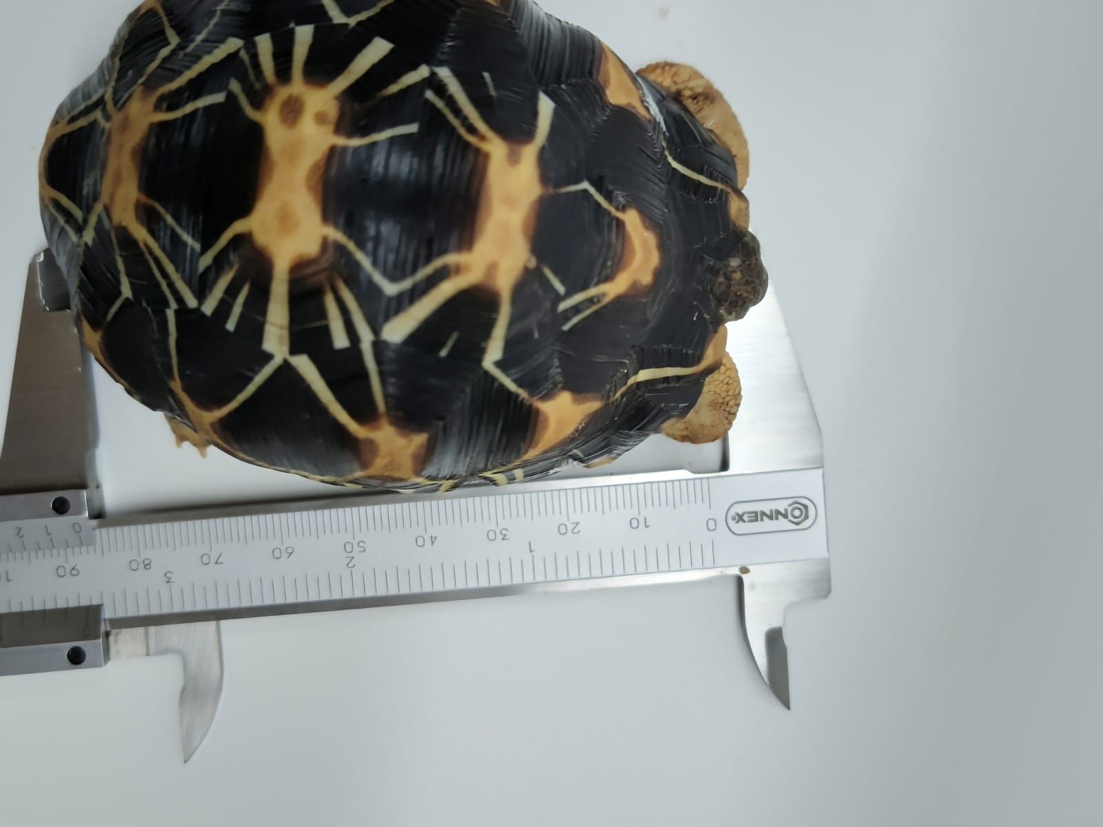Astrochelys Radiata - Imagen 6