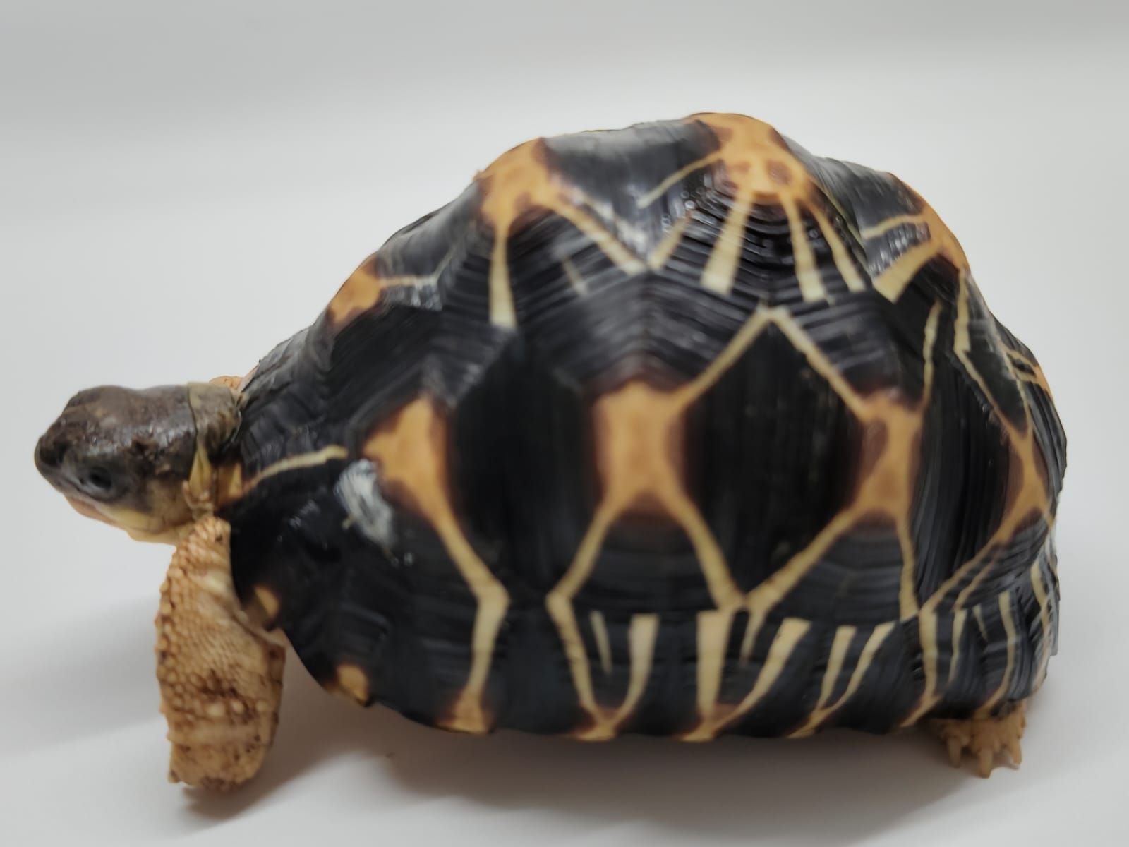 Astrochelys Radiata