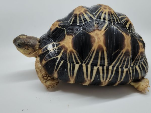 Astrochelys Radiata – Mon Animal