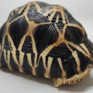 Astrochelys Radiata