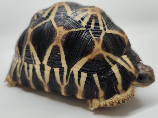 Astrochelys Radiata – Mon Animal