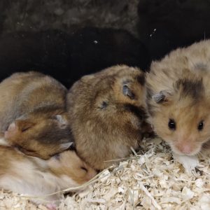 HAMSTER  SIRIO