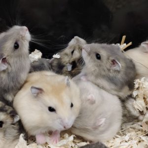 HAMSTER Ruso