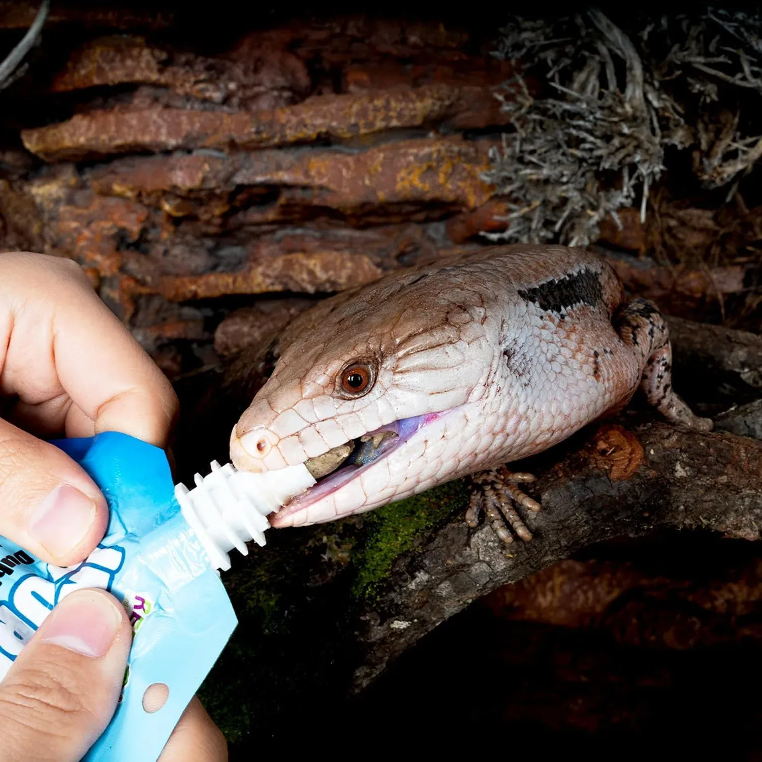 INSECT PUREE Alimento para reptiles especial cucaracha dubia 80gr - Imagen 3